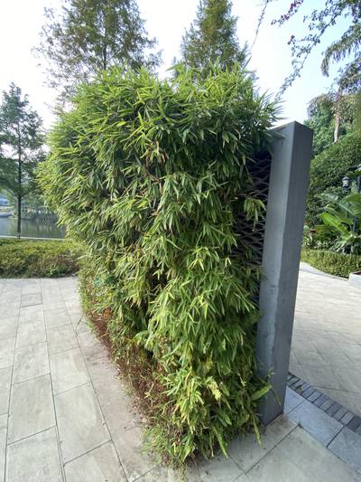 中式院子 (3)_54ae0963ce47.JPG